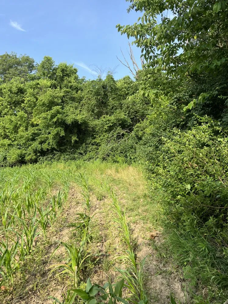 Expert yard maintenance in Hamilton, OH - Maricle construction land management