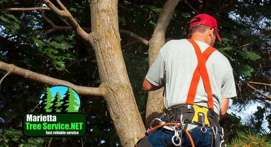 Expert yard maintenance for homes across Acworth, GA - Marietta Tree Service