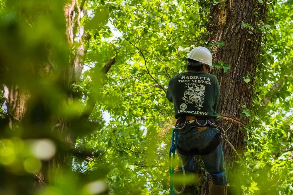 Expert landscape design in Acworth, GA - Marietta Tree Service