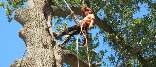 Local yard cleanup service experts serving Acworth, GA - Marietta Tree Service