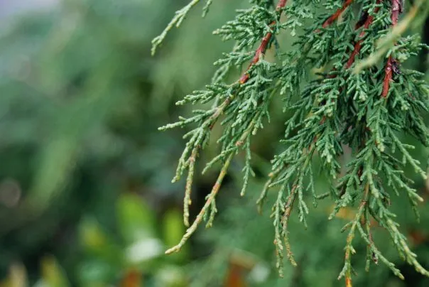 Local residential landscaping in San Rafael, CA - Marin County Arborists