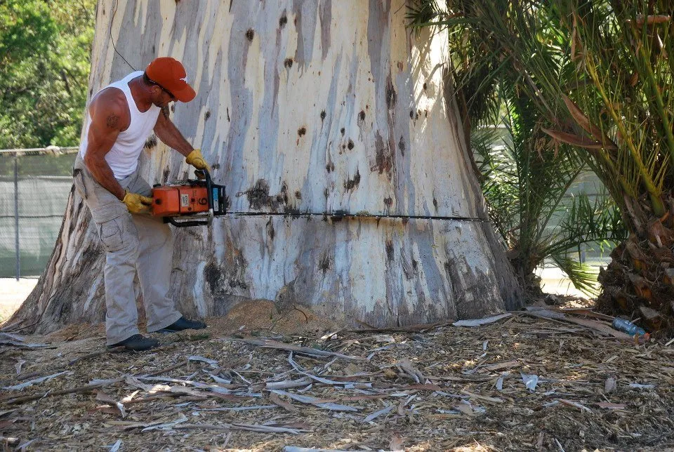 Custom garden landscaping for residential properties across San Rafael, CA - Marin County Arborists
