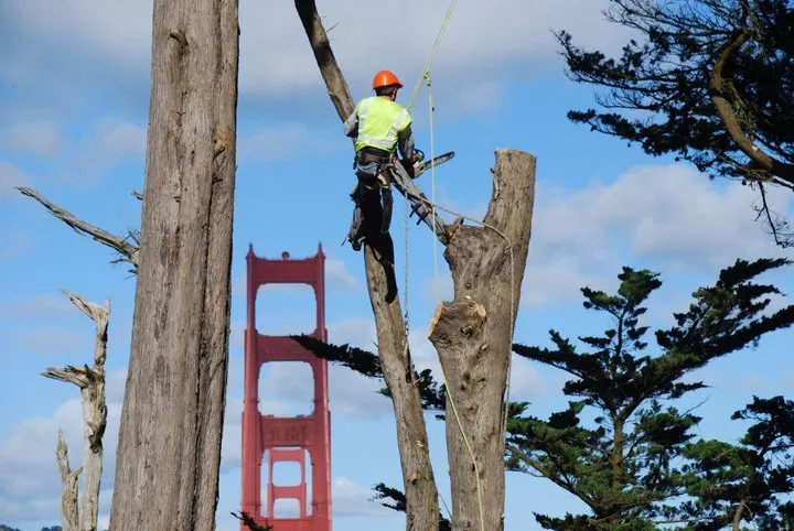 Top-rated landscape installation in San Rafael, CA - Marin County Arborists