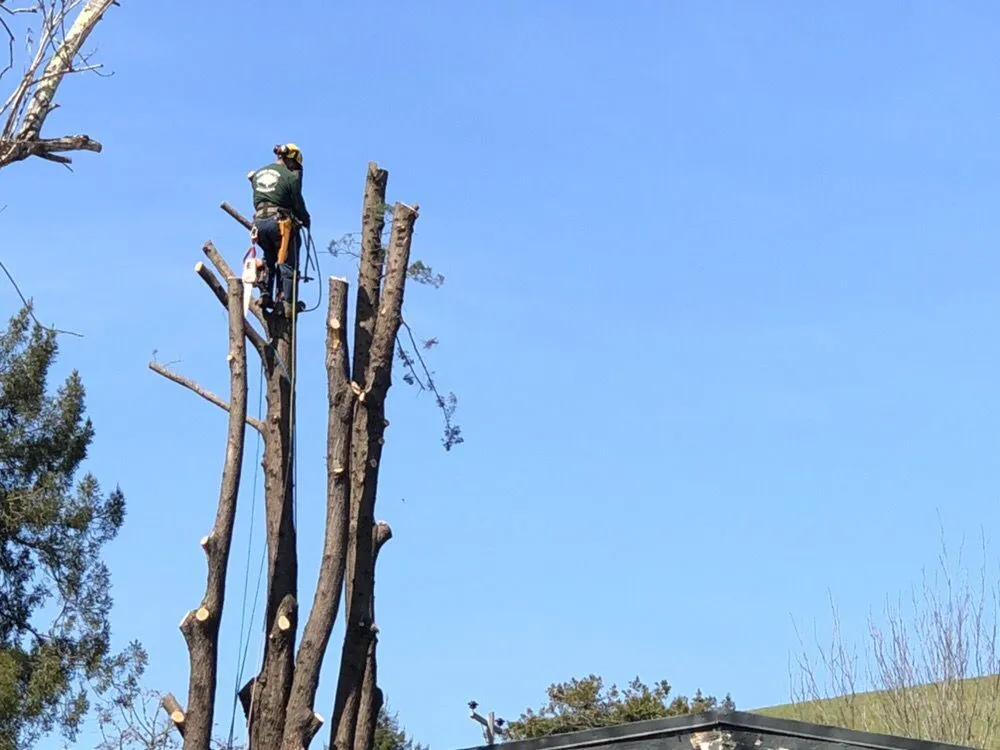 Affordable landscaping services in San Rafael, CA by Marin County Arborists