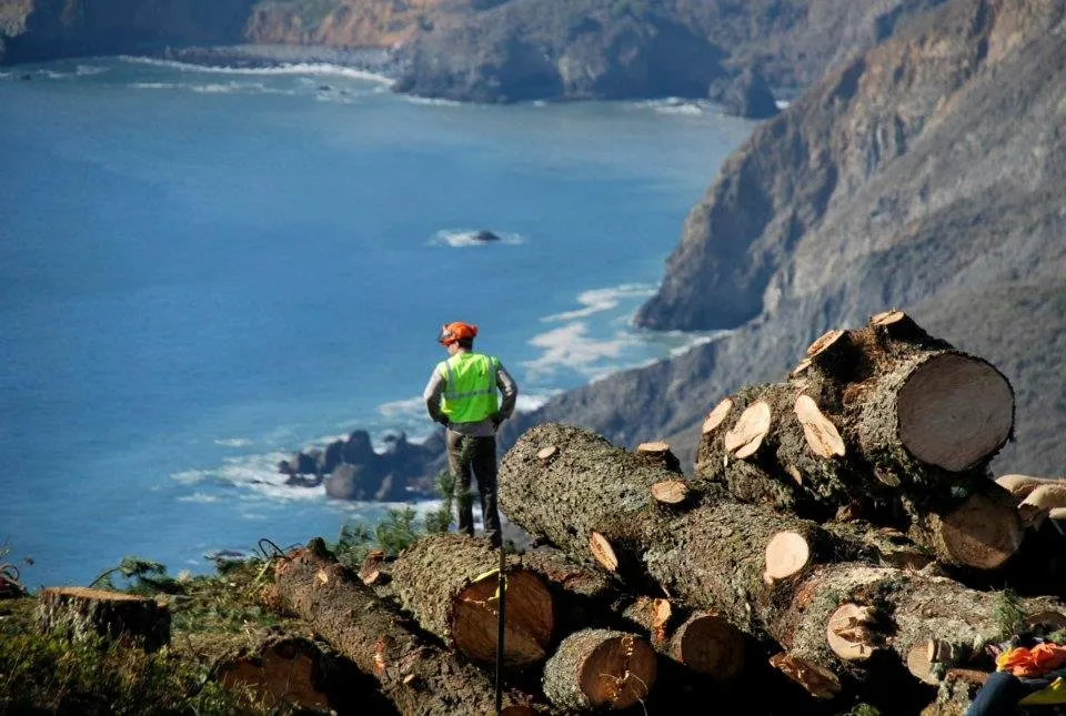 Custom yard cleanup service in San Rafael, CA by Marin County Arborists