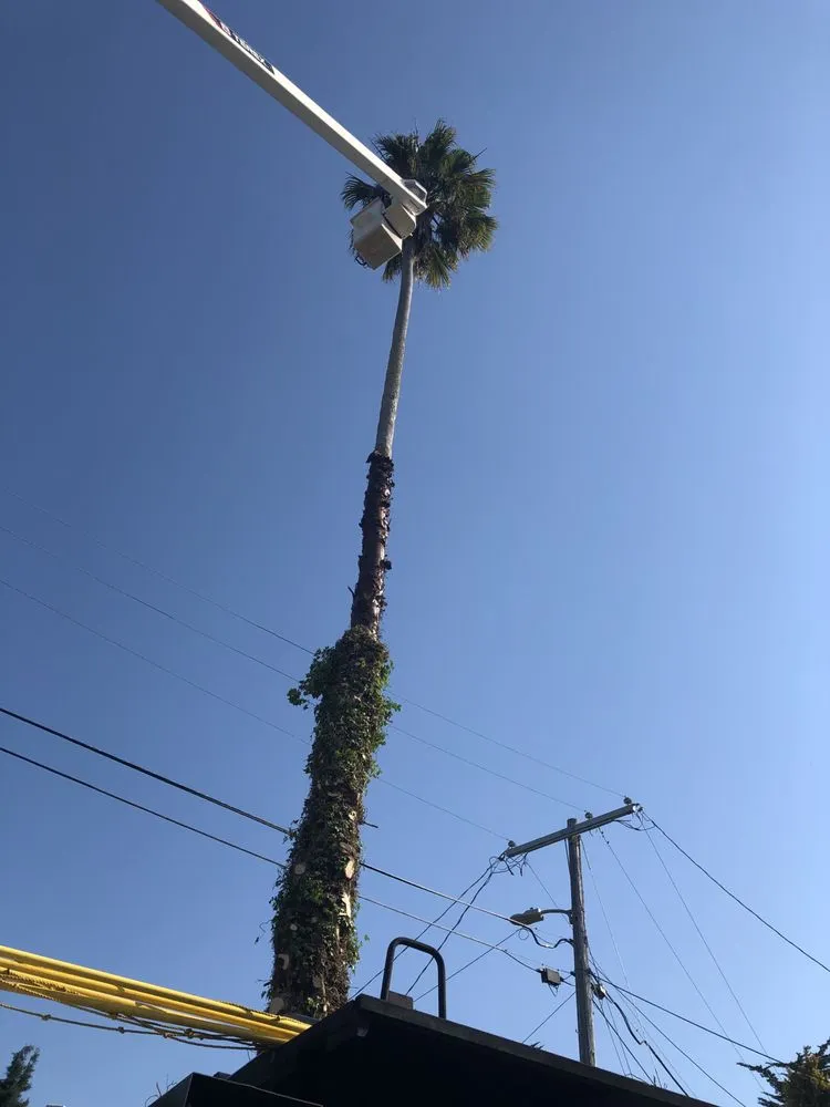 Reliable outdoor landscaping for residential properties in San Rafael, CA by Marin County Arborists