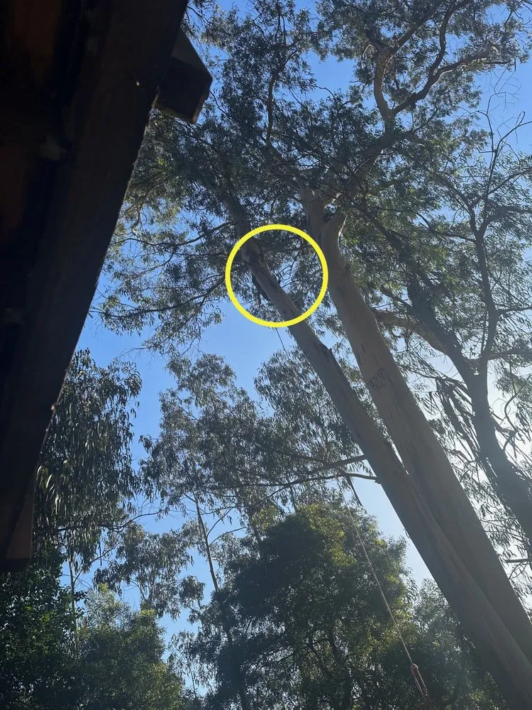 Reliable yard cleanup service for outdoor upgrades in San Rafael, CA by Marin County Arborists