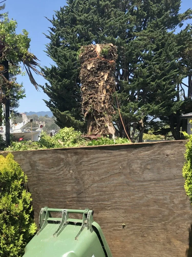 Professional lawn mowing service in San Rafael, CA - Marin County Arborists