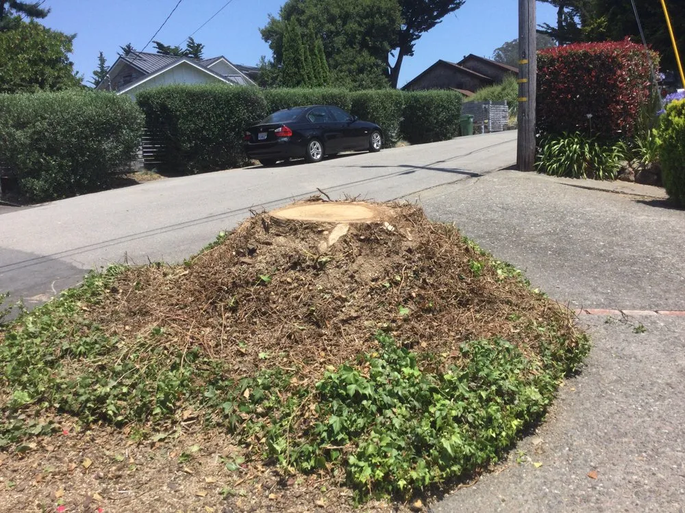 Top-rated garden landscaping in San Rafael, CA by Marin County Arborists