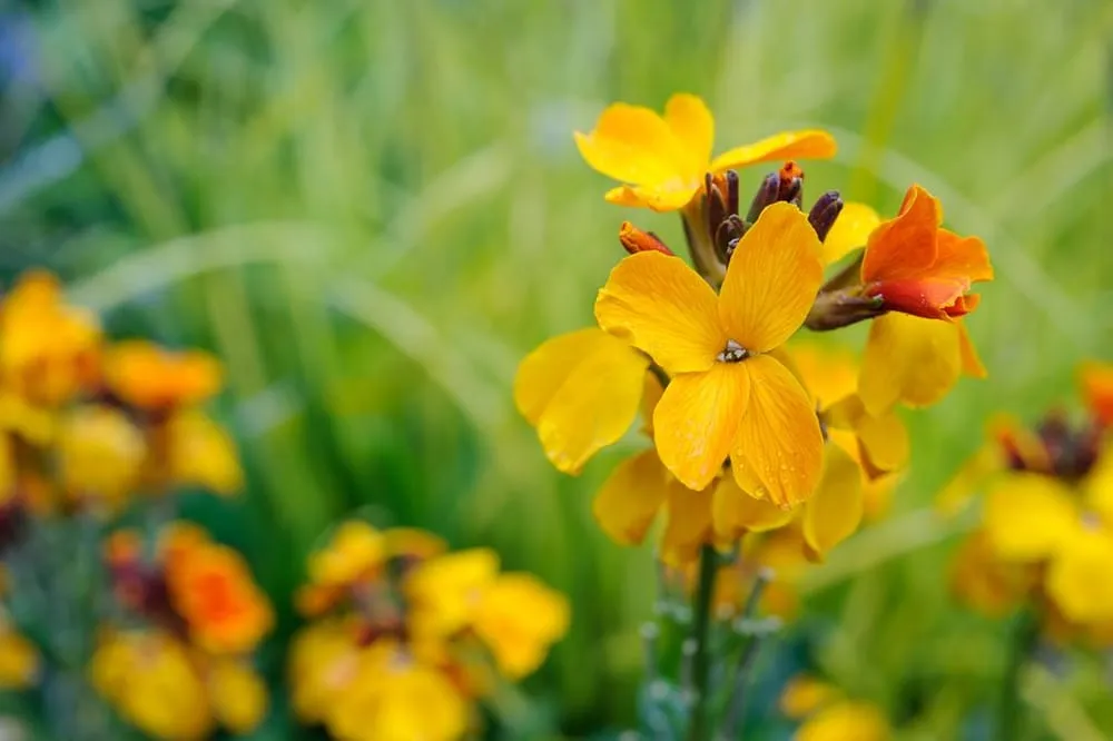 Local outdoor landscaping for residential properties in Novato, CA by Marin Garden Solutions