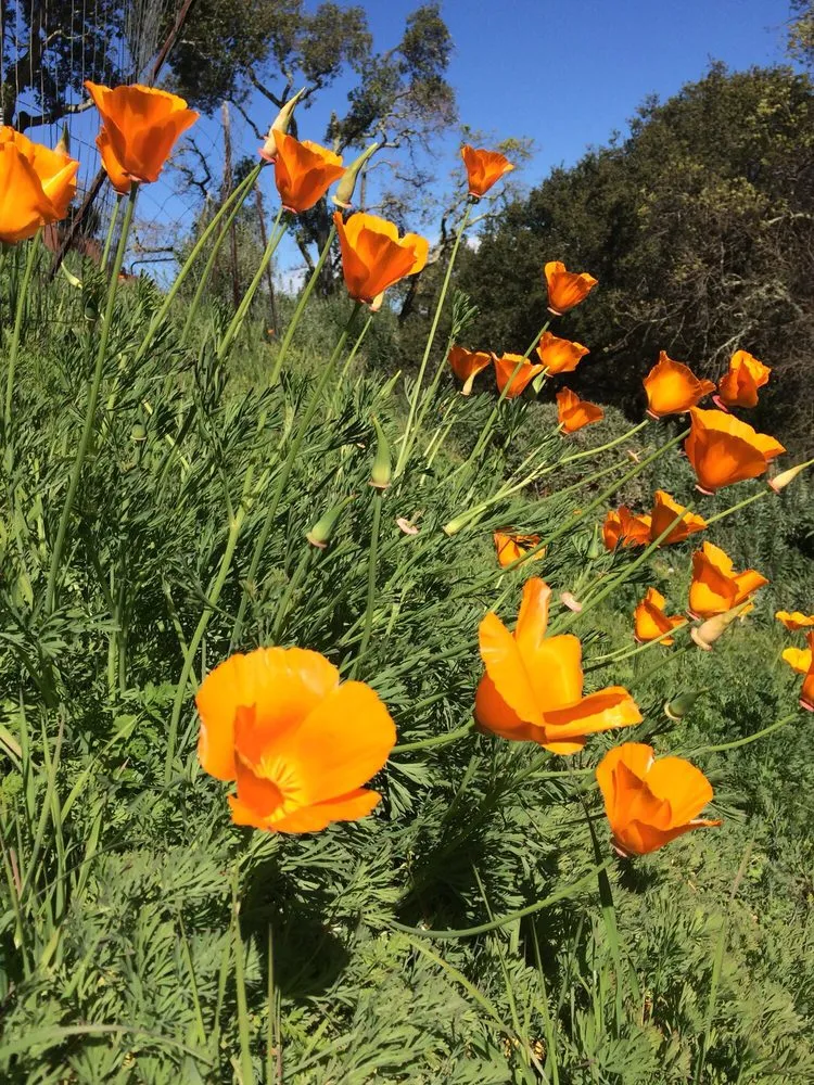 Reliable lawn mowing service experts serving San Rafael, CA - Marin Landscape Service