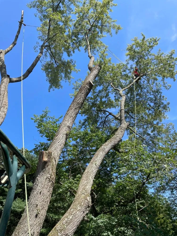 Affordable outdoor landscaping in Freehold, NJ by Marin Landscaping and Tree Service