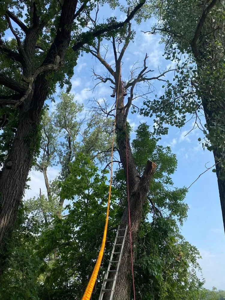 Affordable yard cleanup service in Carpentersville, IL by Marin Landscaping