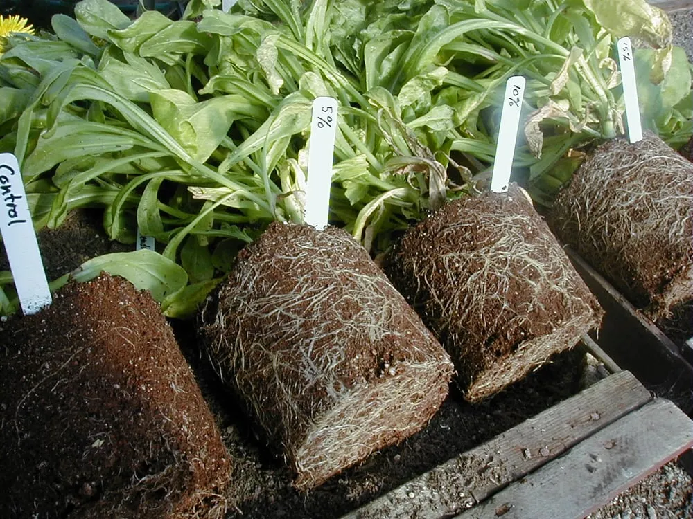 Trusted residential landscaping with custom design in San Rafael, CA by Marin Soil Solutions