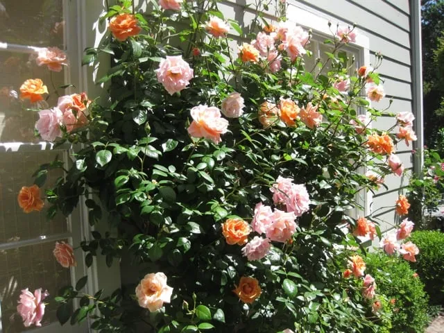 Local garden landscaping for outdoor upgrades across San Rafael, CA - Marin Soil Solutions