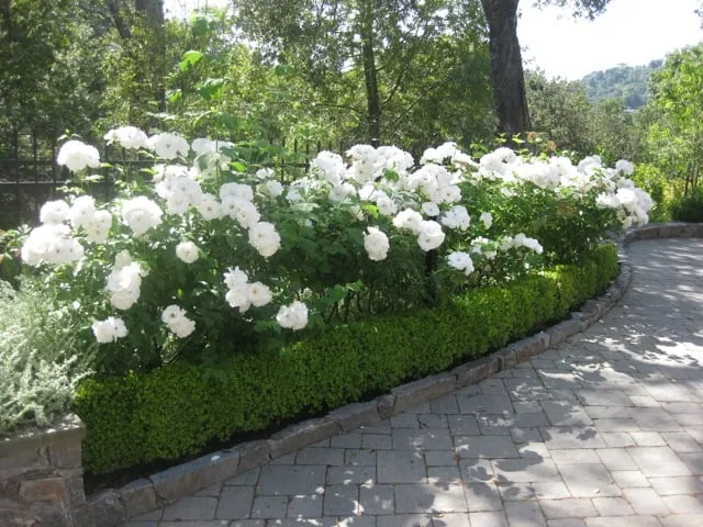 Local lawn mowing service in San Rafael, CA by Marin Soil Solutions