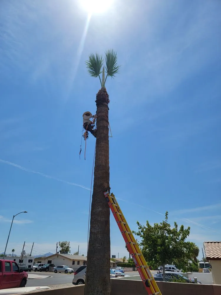 Reliable landscaping services for homes across Scottsdale, AZ - Marina's Landscaping