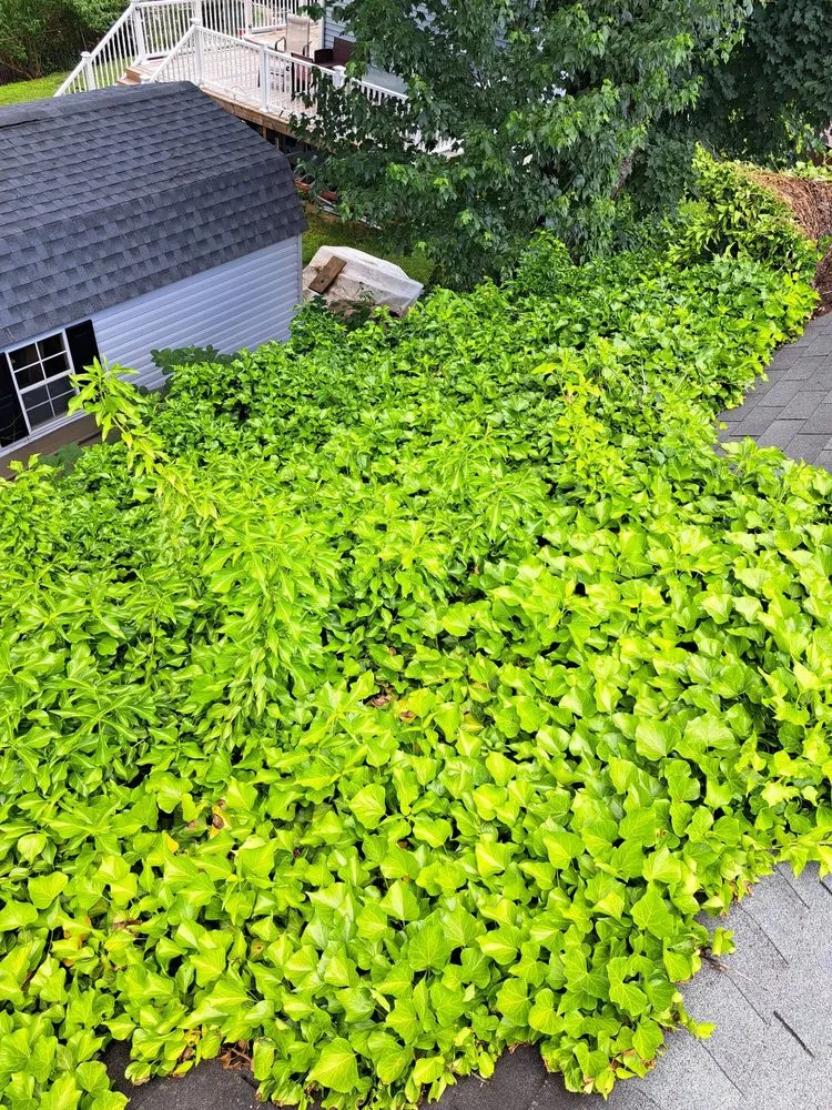 Professional yard maintenance in Levittown, PA - Marinos Property Pros