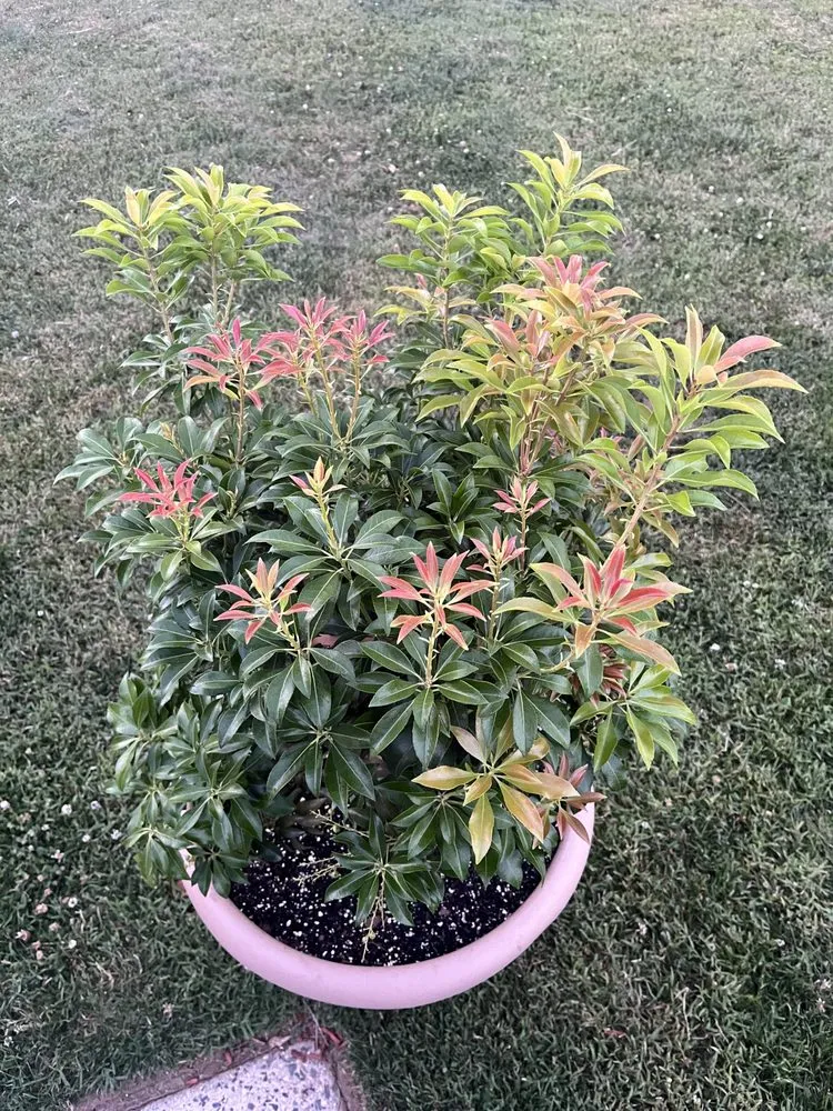 Reliable lawn care service in Levittown, PA - Marinos Property Pros