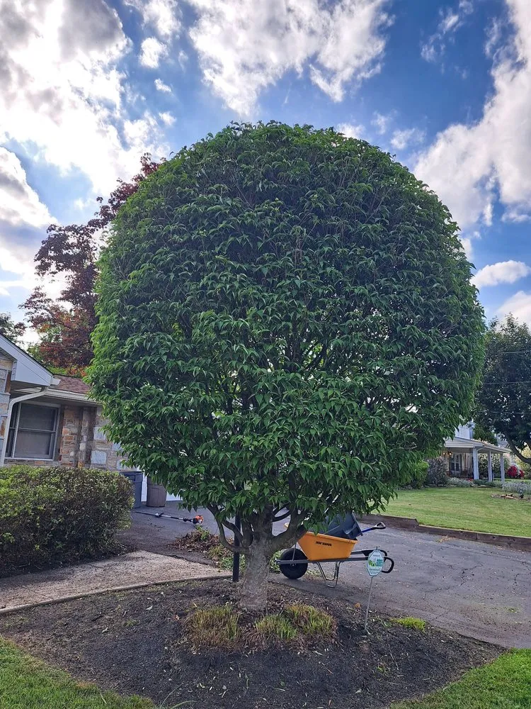 Local landscaping services in Levittown, PA by Marinos Property Pros