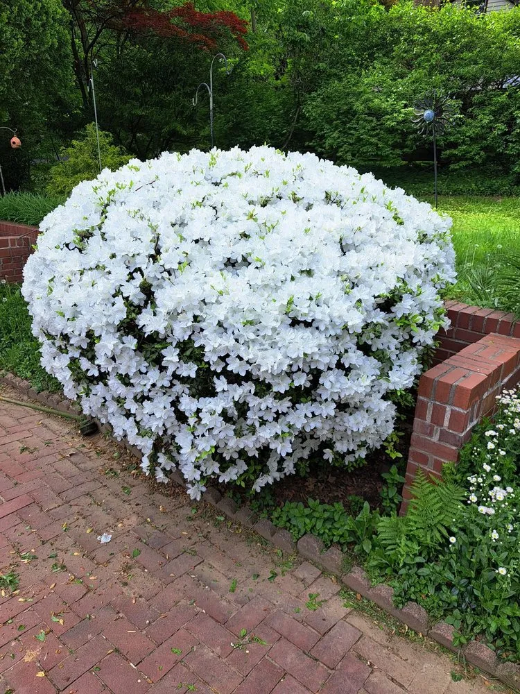 Expert garden landscaping for beautiful yards across Levittown, PA - Marinos Property Pros