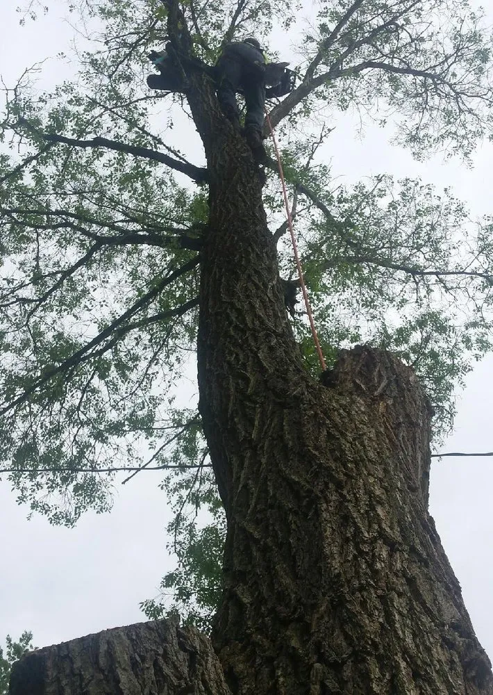 Trusted landscape installation in Pittsburgh, PA - Marino's Tree Service