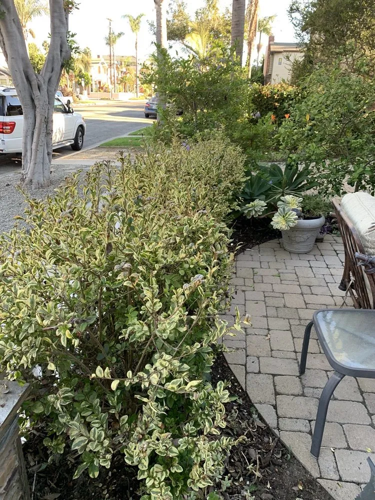 Top-rated landscaping services experts serving Santa Ana, CA - Marins Landscaping