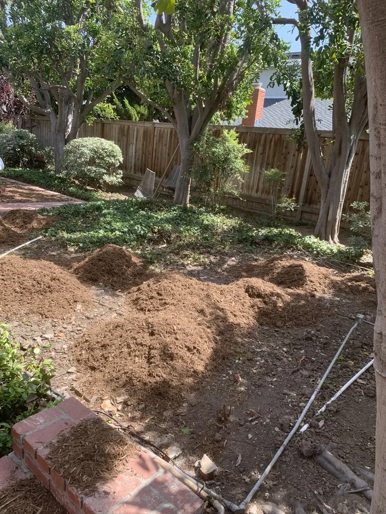 Expert yard cleanup service experts serving Santa Ana, CA - Marins Landscaping