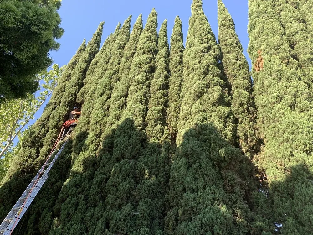 Affordable yard cleanup service in Santa Ana, CA - Marins Landscaping