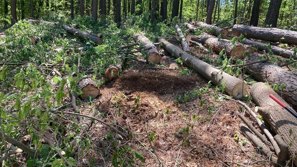 Reliable lawn care service in Concord, NC by Mario And Sons Stump grinding