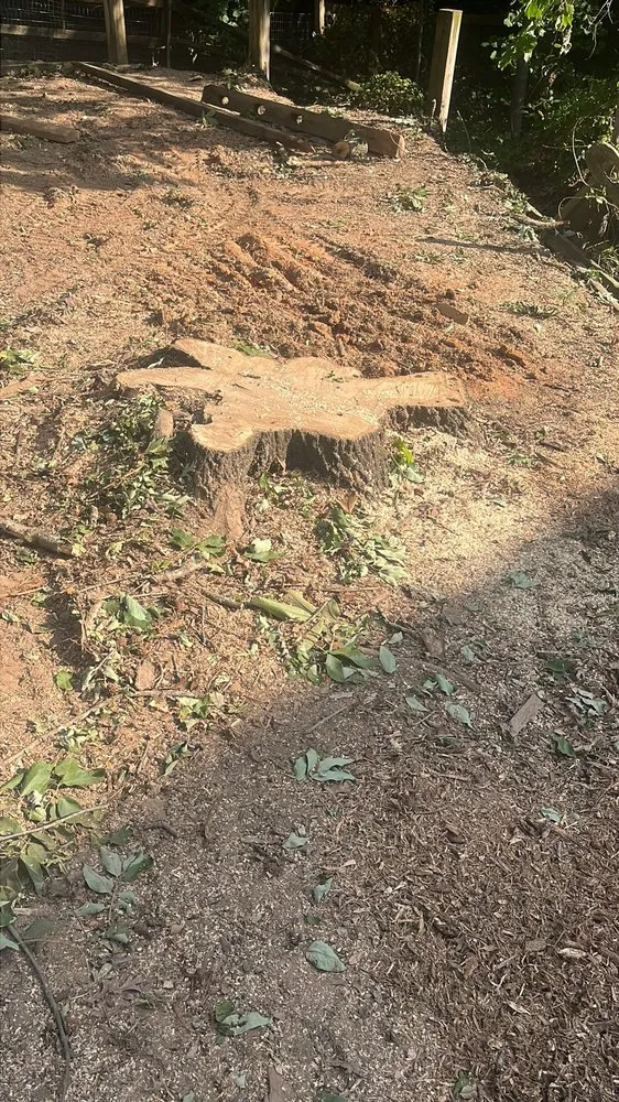 Professional landscaping services in Concord, NC - Mario And Sons Stump grinding