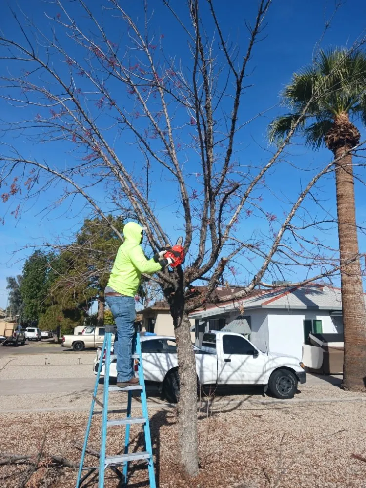 Local residential landscaping in Surprise, AZ by Mario blessed lawn service