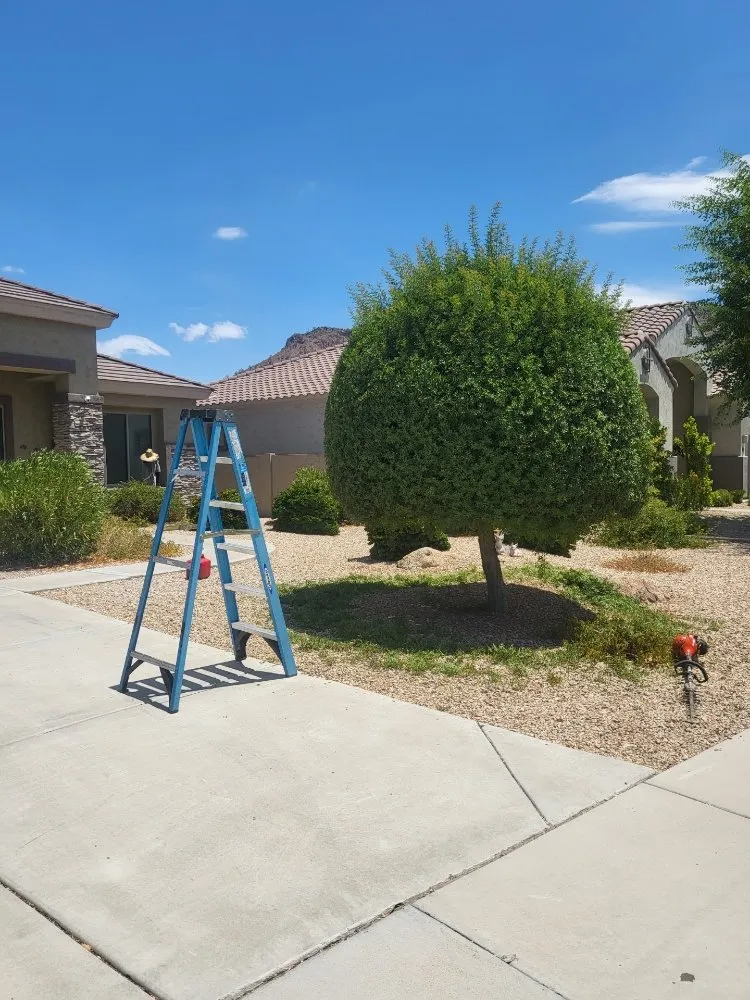 Expert outdoor landscaping with custom design in Surprise, AZ by Mario blessed lawn service