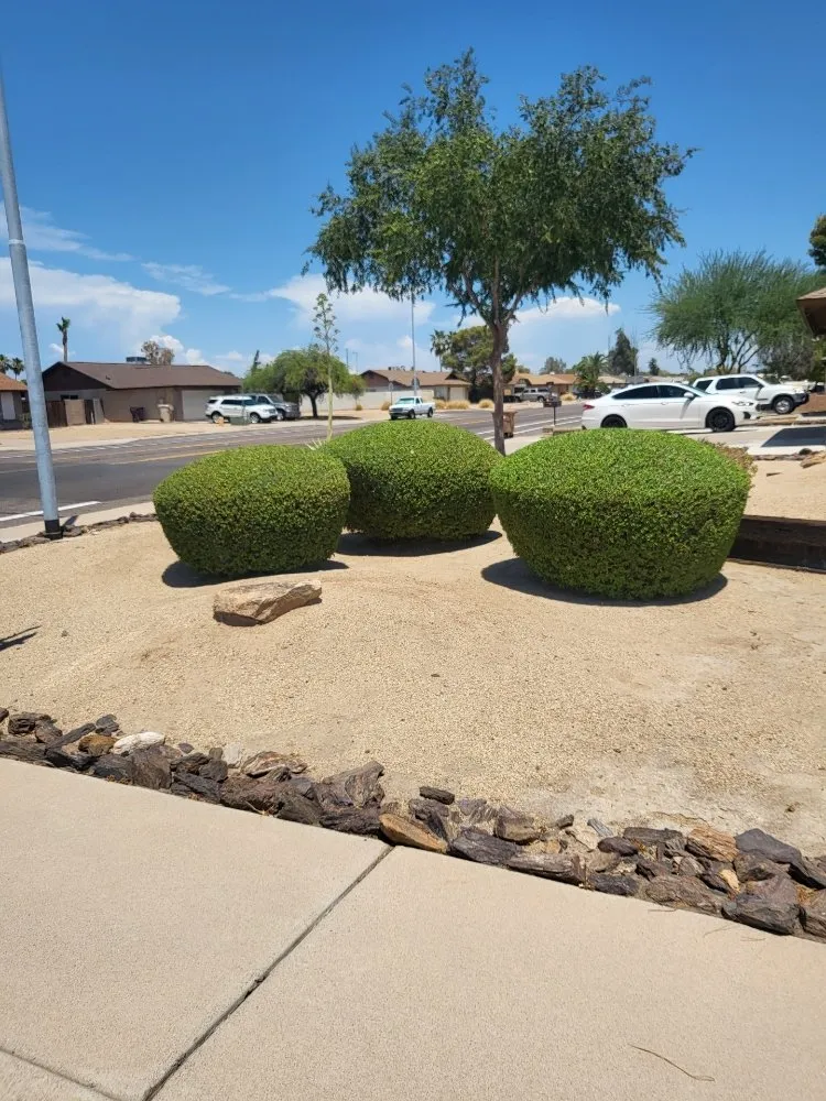 Reliable outdoor landscaping for year-round maintenance across Surprise, AZ - Mario blessed lawn service