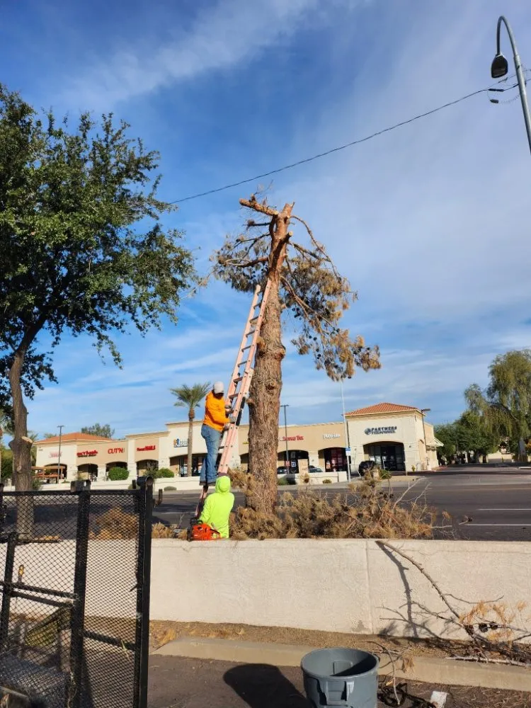 Local yard cleanup service for outdoor upgrades in Surprise, AZ by Mario blessed lawn service