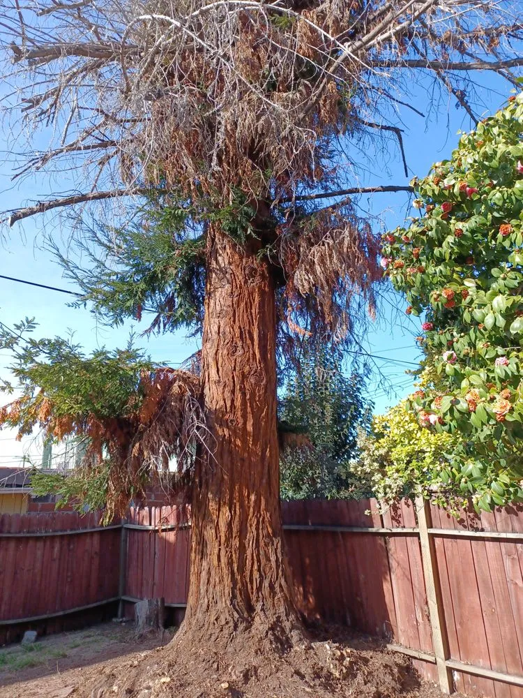 Local landscape design in Oakland, CA - Mario G. Hauling Junk Removal