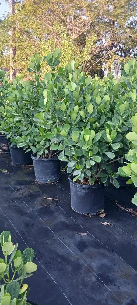 Top-rated yard cleanup service in Lake Worth Beach, FL - Mario Landscaping