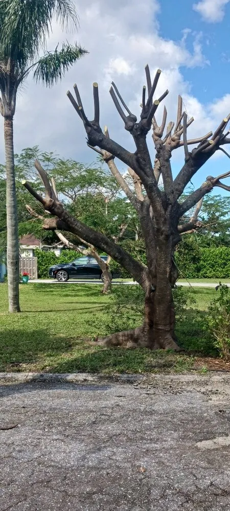 Trusted yard cleanup service for beautiful yards in Lake Worth Beach, FL by Mario Landscaping