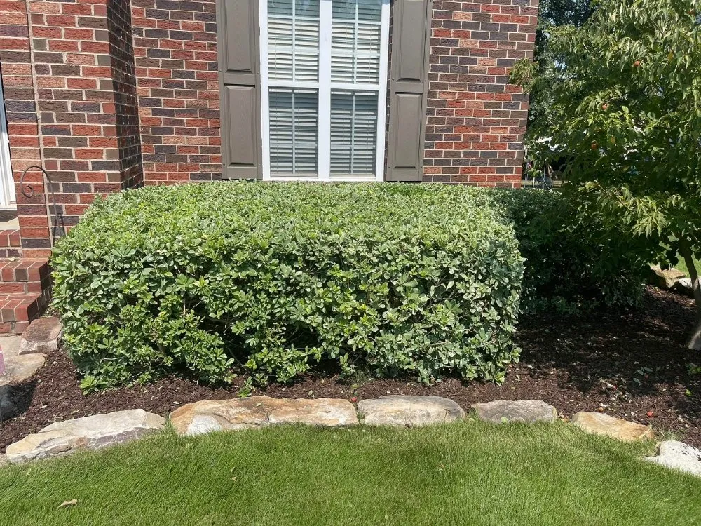 Reliable landscape design in York, SC by Mario Landscaping