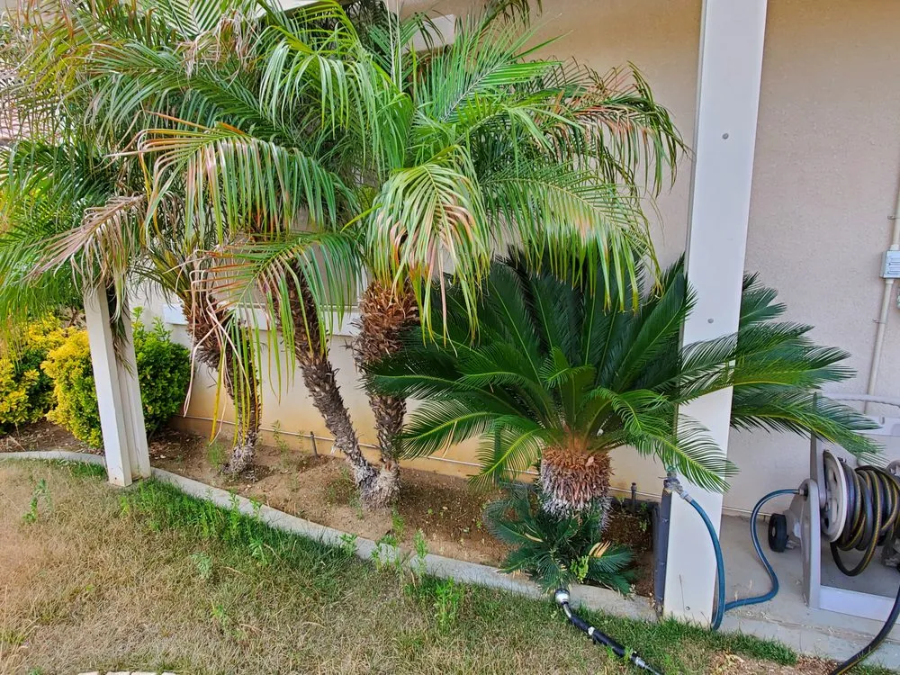 Trusted yard maintenance for beautiful yards across Perris, CA - Mario Lucero Tree Service