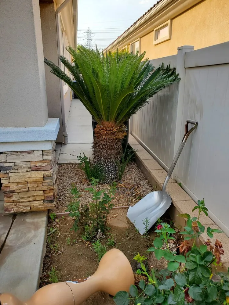 Trusted residential landscaping experts serving Perris, CA - Mario Lucero Tree Service