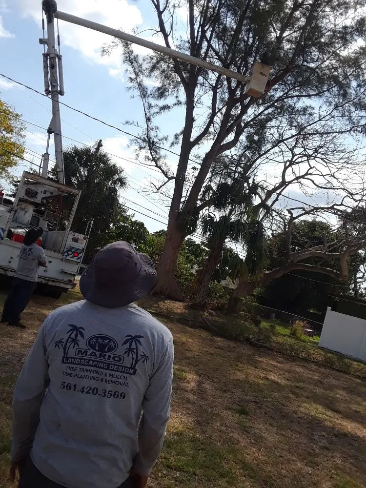 Professional landscape installation experts serving Lake Worth, FL - Mario Miguel Landscaping