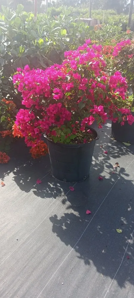 Trusted garden landscaping in Lake Worth, FL - Mario Miguel Landscaping
