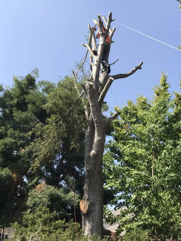 Professional yard cleanup service in Brentwood, CA - Mario Sanchez Landscaping and Associates