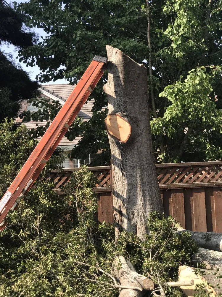 Local lawn mowing service for residential properties in Brentwood, CA by Mario Sanchez Landscaping and Associates