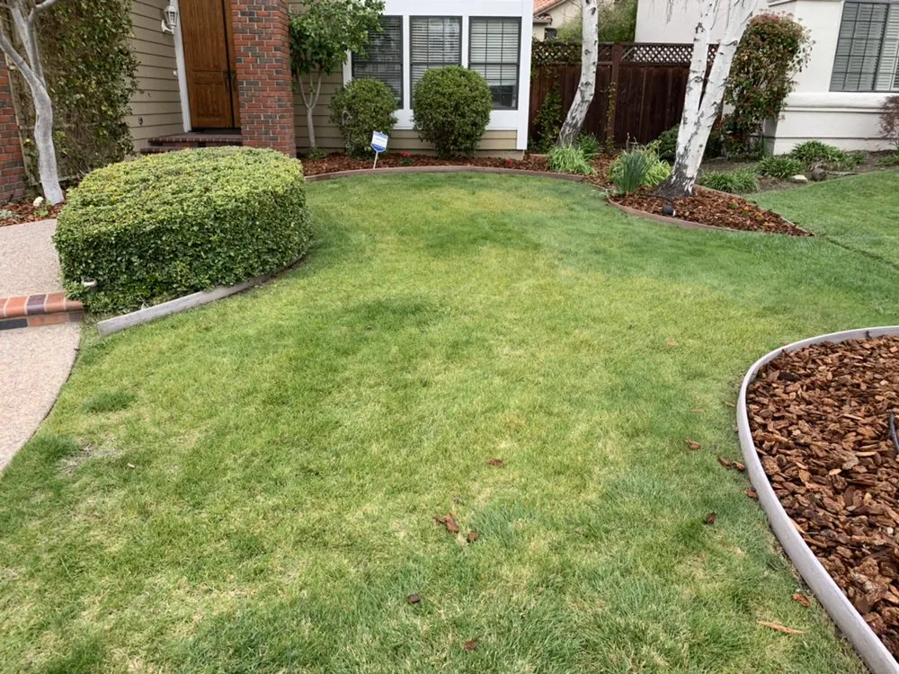 Custom yard cleanup service in Brentwood, CA - Mario Sanchez Landscaping and Associates