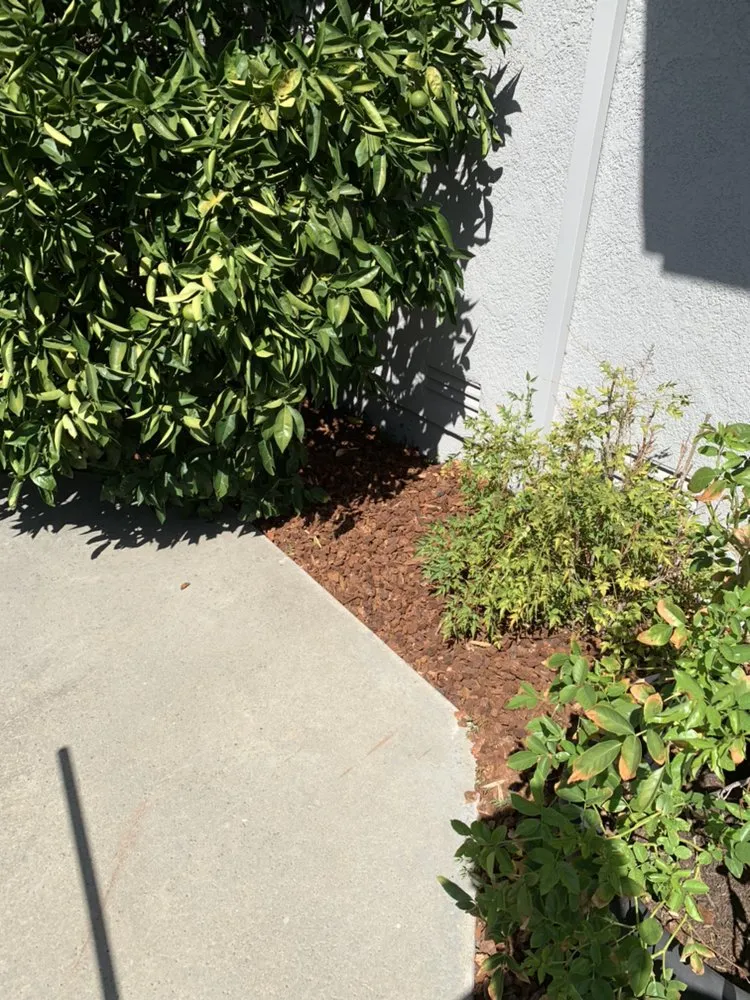 Affordable lawn mowing service for year-round maintenance across Brentwood, CA - Mario Sanchez Landscaping and Associates