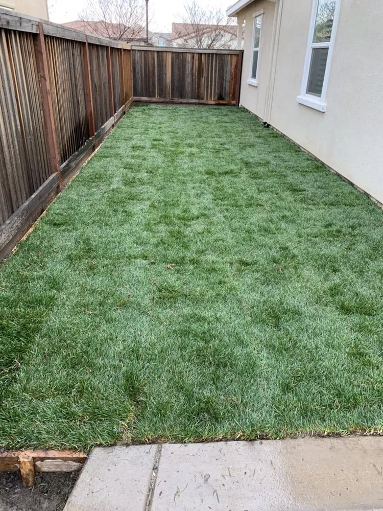 Expert yard cleanup service experts serving Brentwood, CA - Mario Sanchez Landscaping and Associates