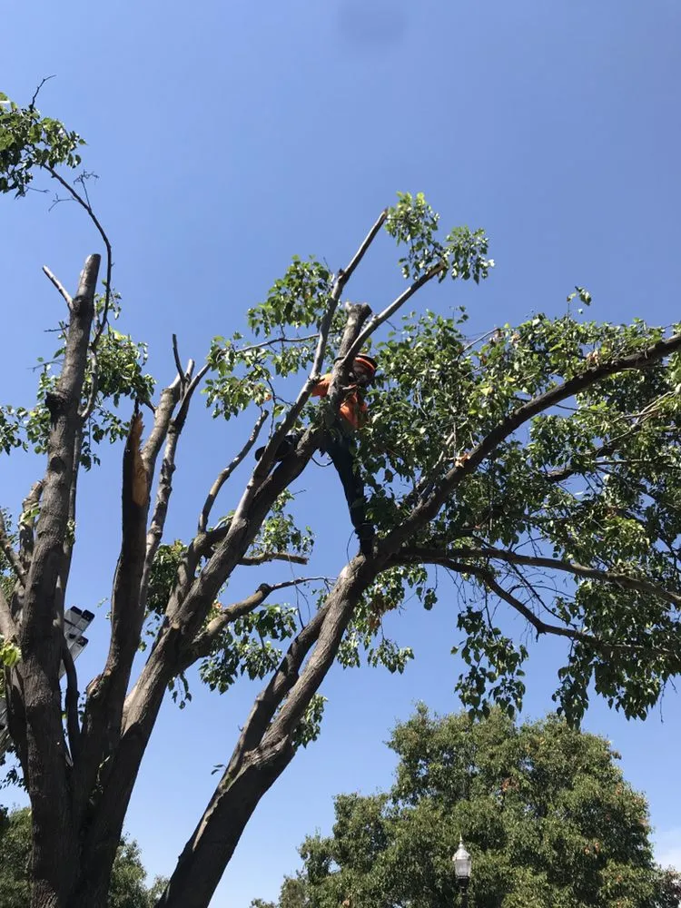 Professional landscape design experts serving Brentwood, CA - Mario Sanchez Landscaping and Associates