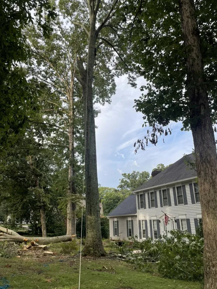 Expert landscape installation for beautiful yards across Greenville, SC - Mario Tree Service